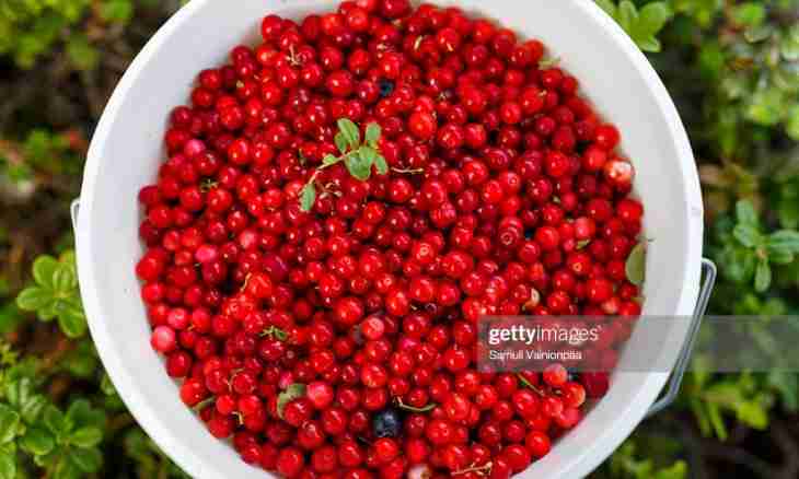 How to store cowberry