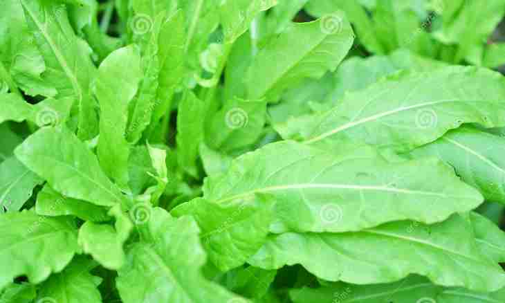 How to weld a sorrel soup from a sorrel or other greens