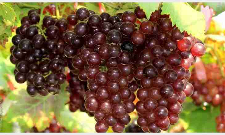How to make grapes