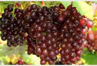 How to make grapes