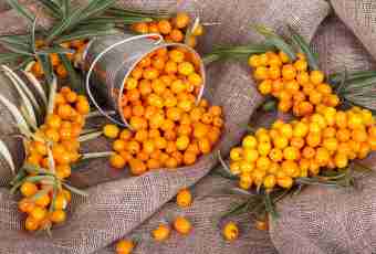 Sweeties from a sea-buckthorn