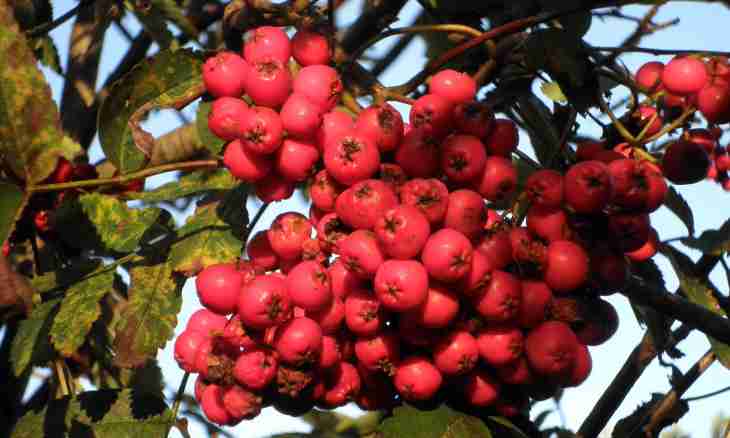 How to make a fruit candy of rowan berries